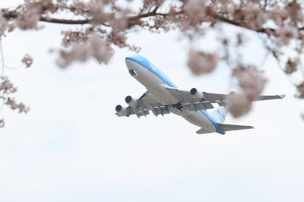 B747-400 ＆Cherry blossoms