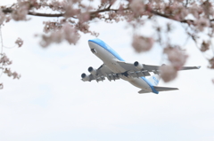 B747-400 ＆Cherry blossoms