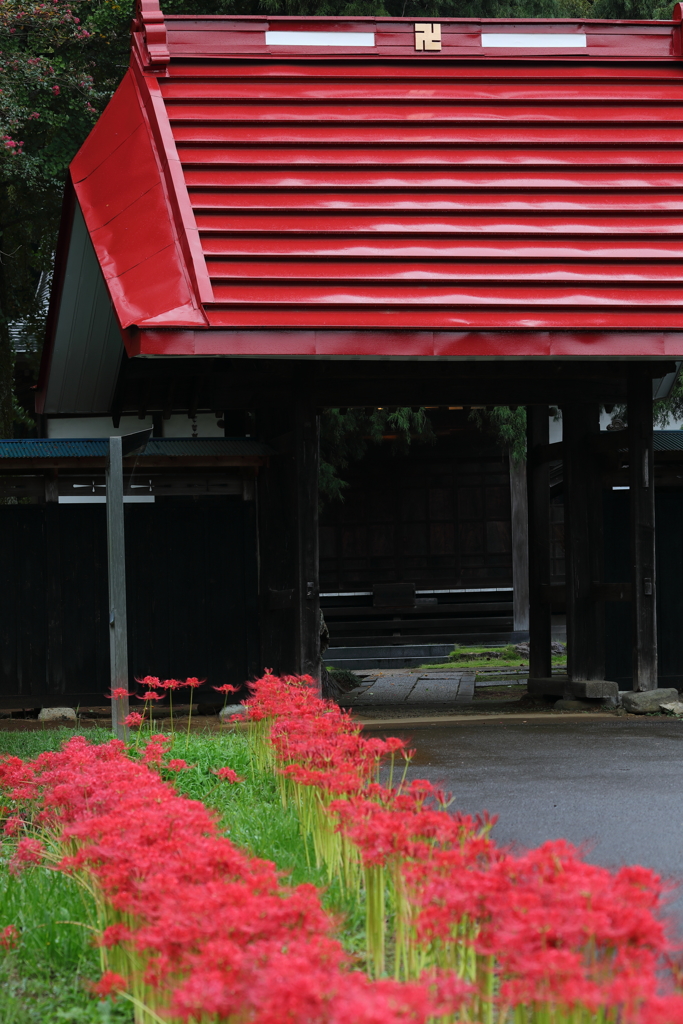 花便り　- 彼岸花の咲く山門前 -