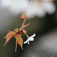 花便り　- 山桜一花 -