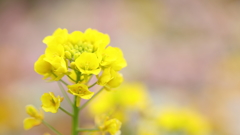 花便り　- 快活な春 -