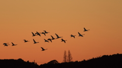 白鳥の郷　- 夕焼け空に舞う -