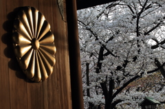 花便り　- 日本の桜 -
