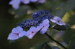 花便り　- 雨に濡れた額紫陽花 -