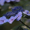 花便り　- 雨に濡れた額紫陽花 -