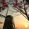 印旛沼・風車　- 夕陽と共に -