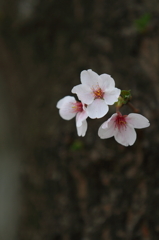 桜　- 幹花 -
