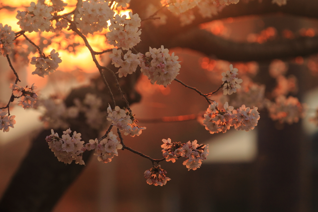 花便り　- 夕陽に染まった染井吉野 -