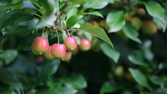 花便り　- 頬紅く染め -