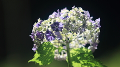 花便り　- 初心な青紫 -