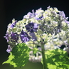 花便り　- 初心な青紫 -