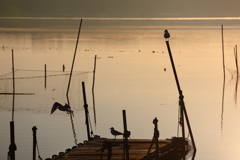 印旛沼・水鳥　- 出途へのシルエット -