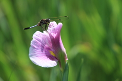 生き物写真館　- 花菖蒲園のシオカラトンボ -