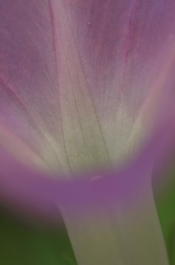 花便り　- 白い花筒 -