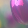 花便り　- 柔らかな冬の陽射しに満ちて -