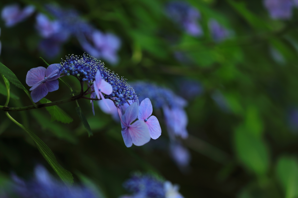 花便り　- あなたは美しいが冷淡だ -