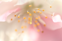 花便り　- 紅白混在 -