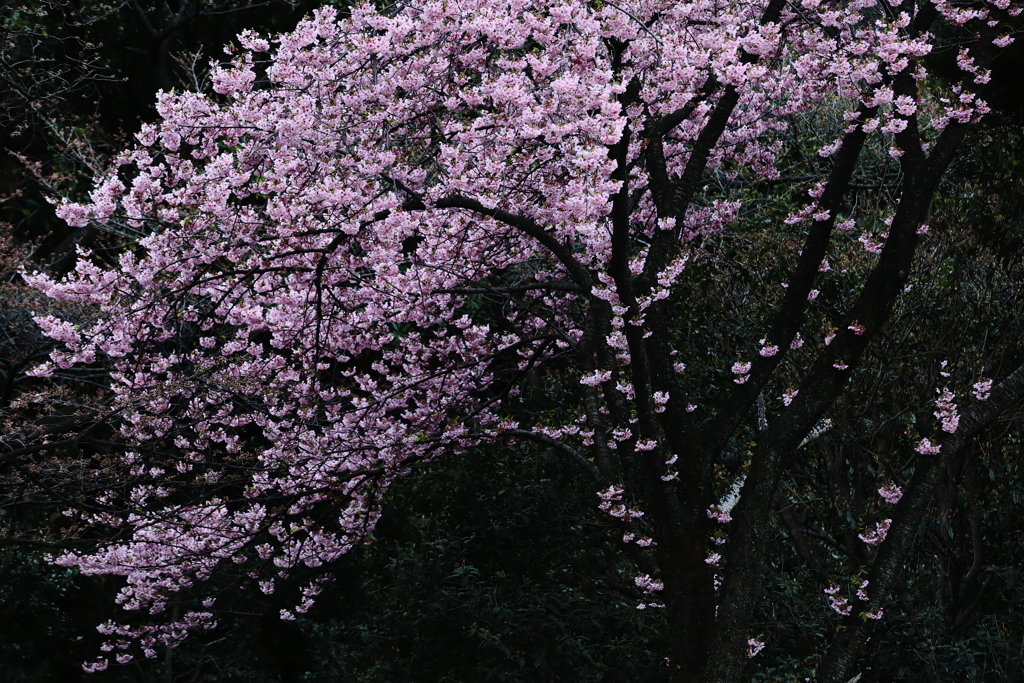 花便り　- 紅吉野 -