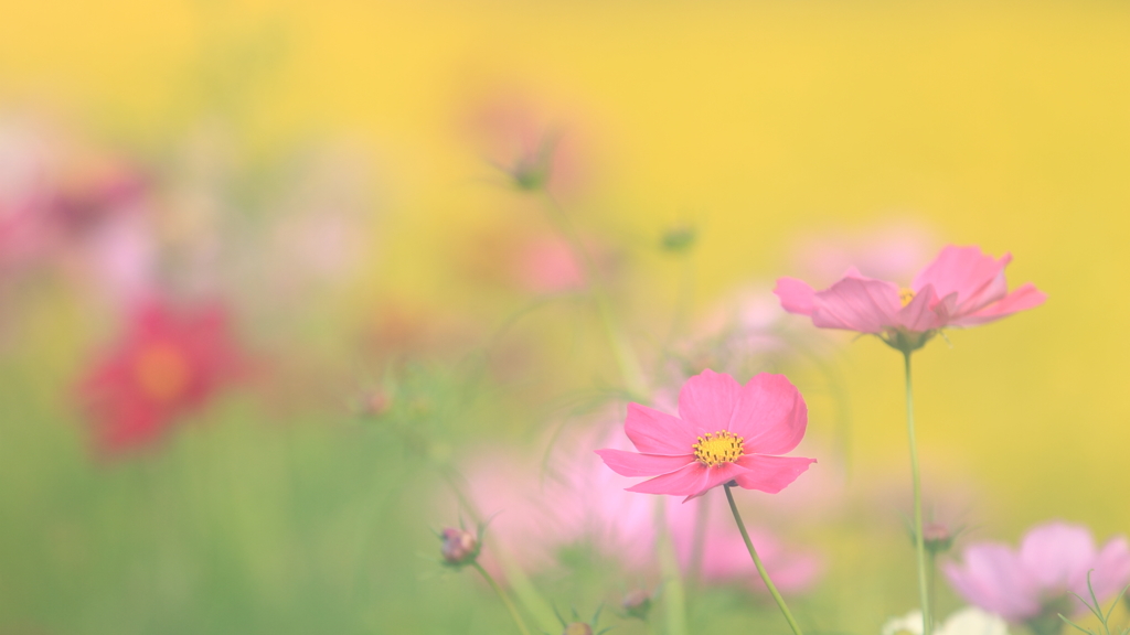 花便り　- コスモスとコリウス -