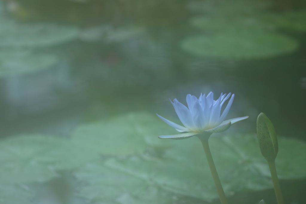 花便り　- 幻霧の青紫 -