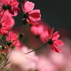 花便り　- 熱情のコスモス -