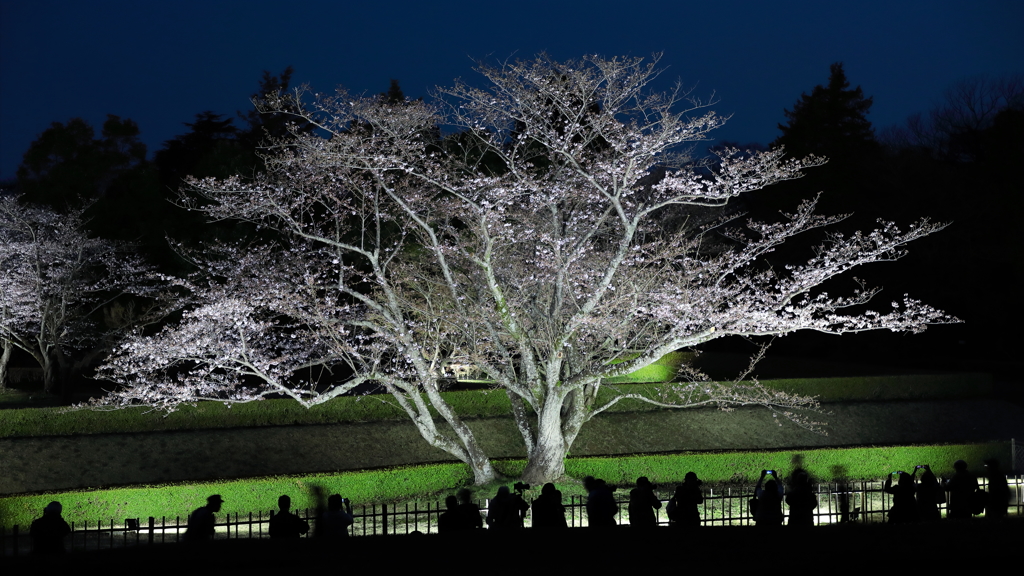 花便り　- 春宵の桜 -