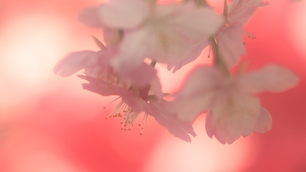 花便り　- しなやかに艶やかに -