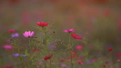 花便り　- 秋夕陽の秋桜 -