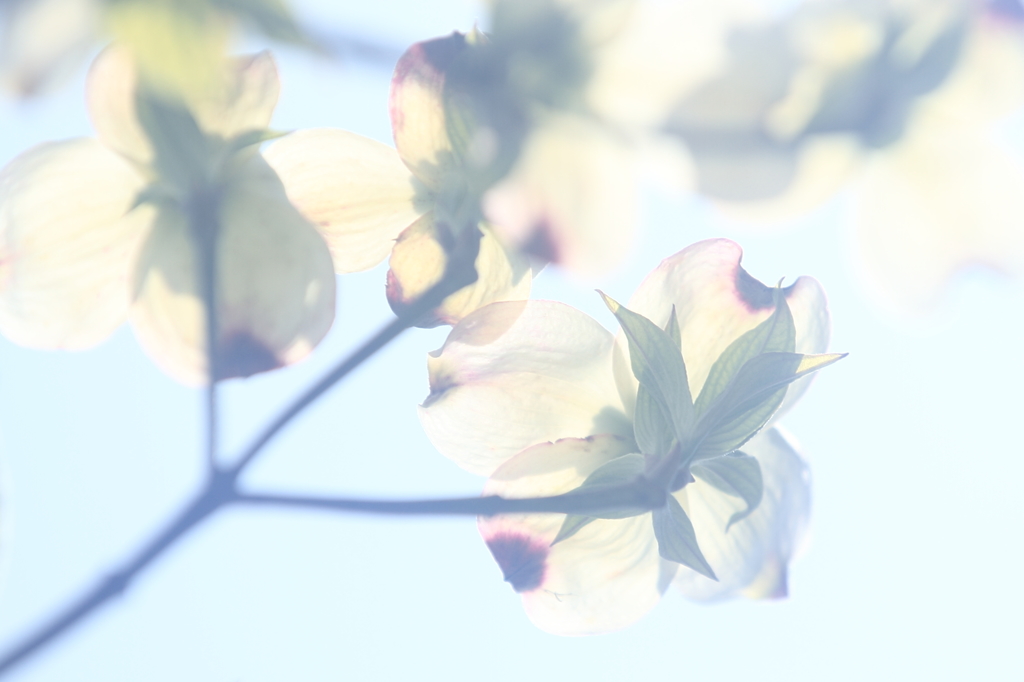 花便り　- エアリーな花水木 -