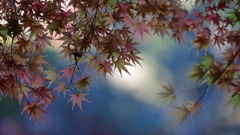 花便り　- 多様な秋色 -