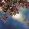 花便り　- 多様な秋色 -