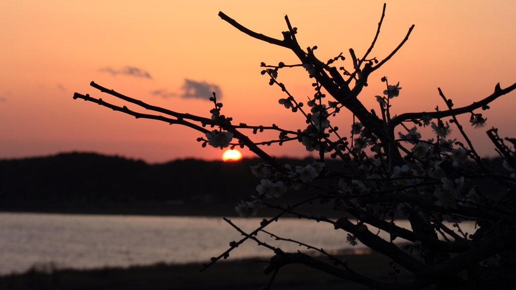 印旛沼・夕景　- 黄昏白梅 -