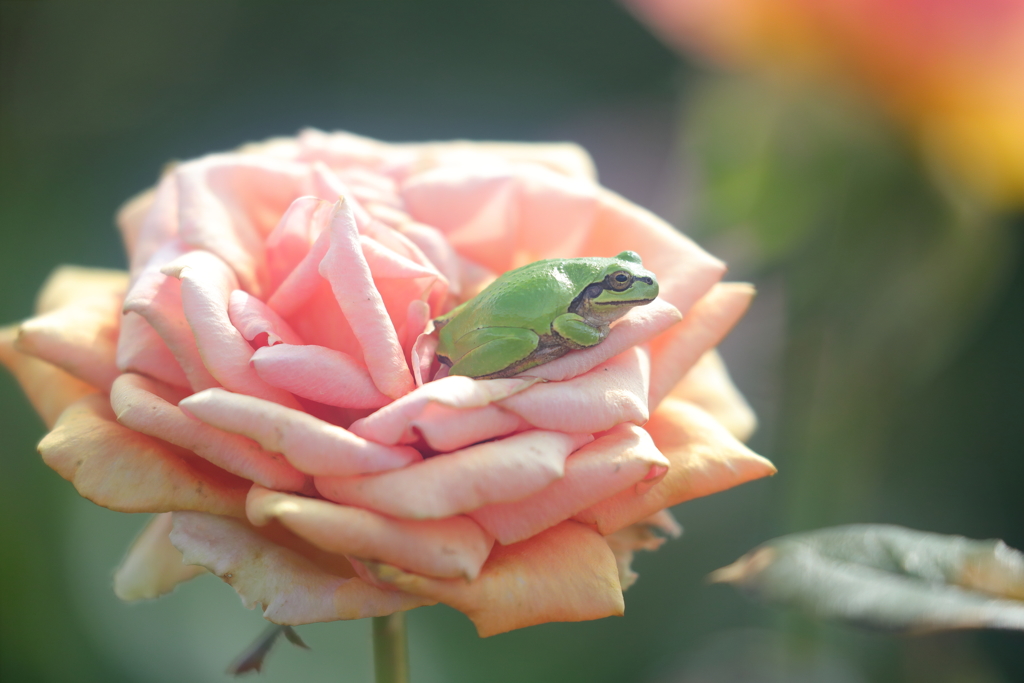 生き物写真館　- 秋薔薇の上の雨蛙 -