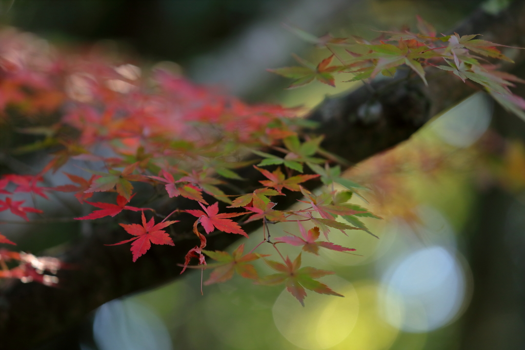 花便り　- 卒寿の錦秋 -