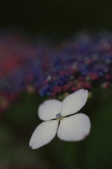 花便り　- 場末の額紫陽花 -
