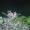花便り　- 樗色の花 -