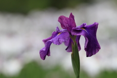 花便り　- 雲上の花菖蒲 -