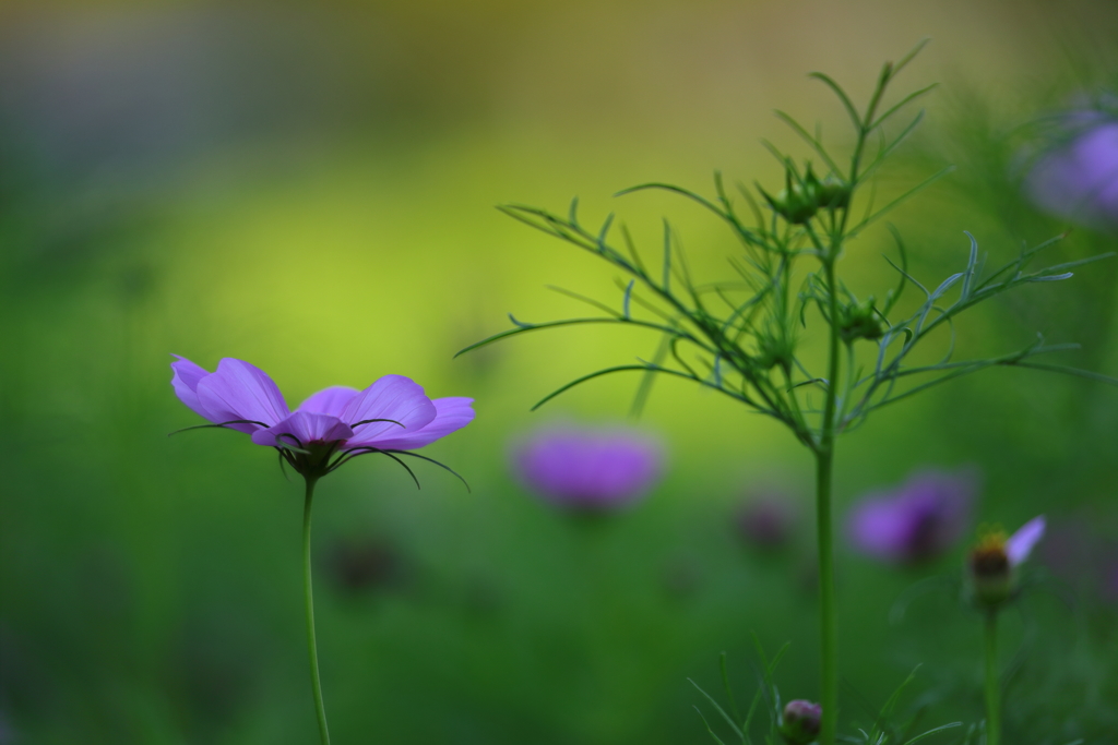 花便り　- 秋気配 -