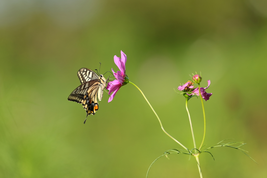 生き物写真館　- 揚羽と秋桜 -