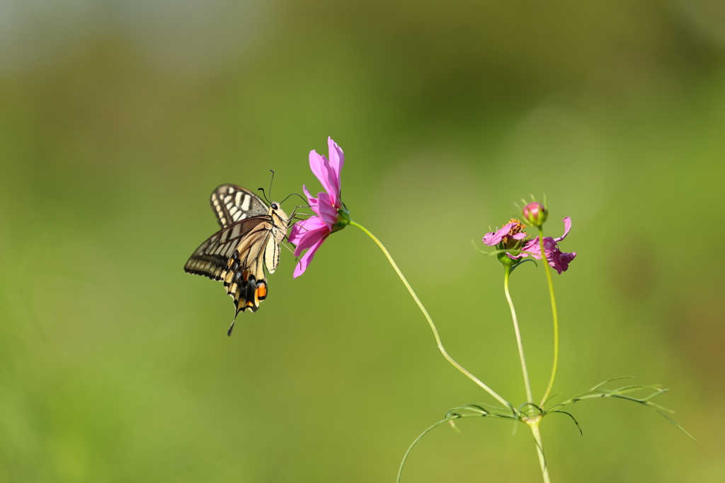 生き物写真館　- 揚羽と秋桜 -