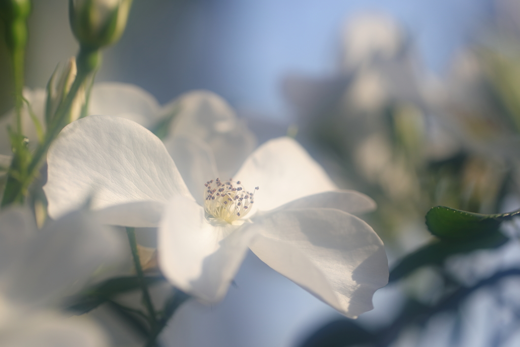 花便り　- 白薔薇の気品 -
