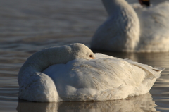 白鳥の郷　- ベッドの温もり -