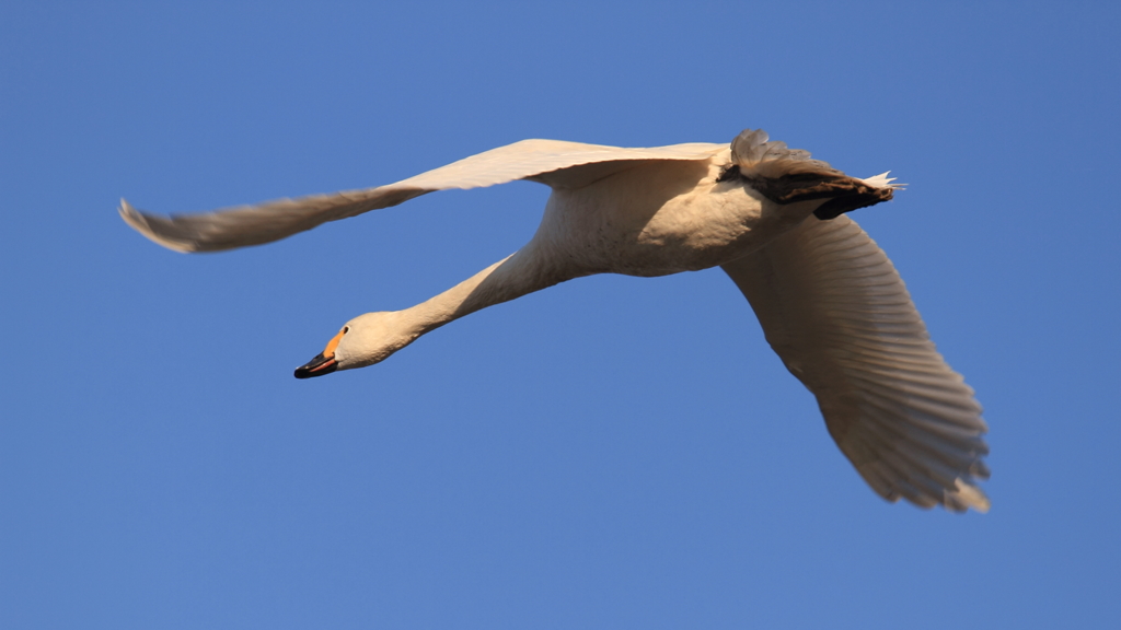 白鳥の郷　- 蒼天の滑空 -