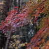 紅葉　- 彩変わり -