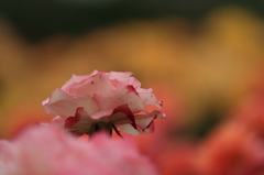 Rose - colorful -