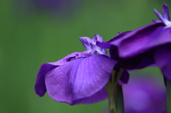 花菖蒲　- 紫 -
