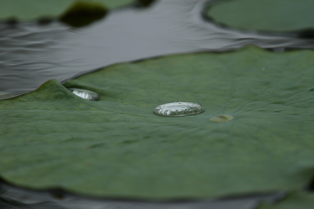 蓮池の静寂
