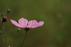 秋桜　- 桃色の輝き -