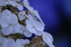 紫陽花　（８）