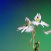 花便り　- 鷺の舞 -